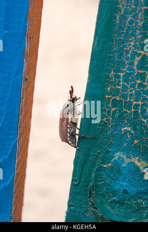 Vista ravvicinata del coleottero europeo pest - comune (cockchafer melolontha) noto anche come può un bug o doodlebug sulla recinzione di legno durante l'estate. bella v Foto Stock