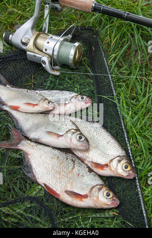 Appena preso dall'acqua pesci di acqua dolce il sarago o argento pesce conosciuto come blicca bjoerkna e bianco-eye orate di specie della famiglia cyprinidae su Foto Stock