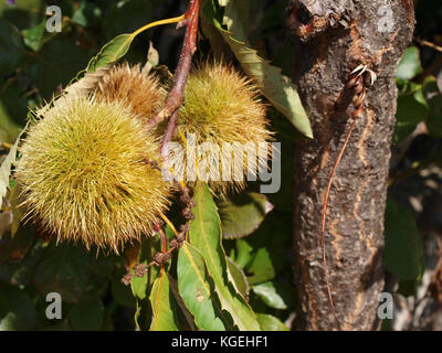Frutti di castagne Foto Stock