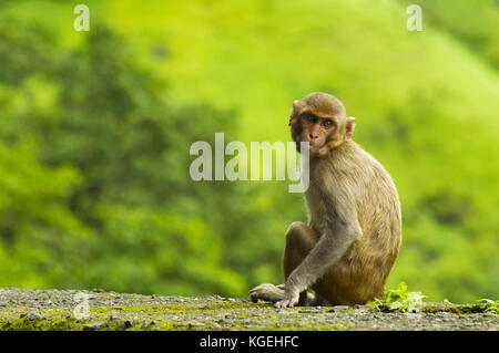 Monkey seduti sulla parete stradale in Varandha ghat di Pune, Maharashtra Foto Stock
