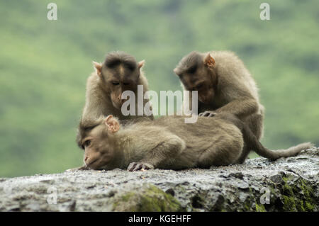 Le scimmie seduto sulla parete stradale in Varandha ghat di Pune, Maharashtra Foto Stock