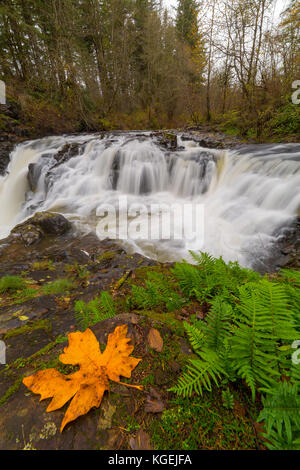 Yacolt creek falls a moulton cade parco regionale nella contea di Clark nello stato di Washington nella stagione autunnale Foto Stock