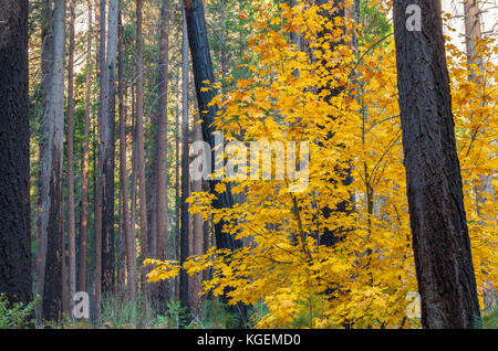 Bigleaf Acero (Acer macrophyllum) visualizzare il colore giallo brillante le foglie in autunno, il Parco Nazionale Yosemite in California. Foto Stock