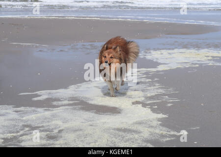 Sheepdog shetland in esecuzione in acqua sulla spiaggia in una giornata di sole Foto Stock