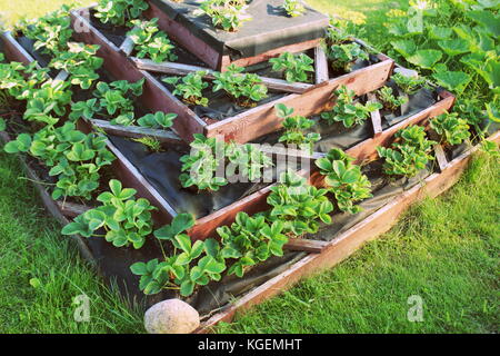 Le fragole crescono nel giardino rialzato. Piramide giardino rialzato Foto Stock