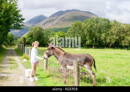 Alimentazione per bambini e accarezzare un asino in un campo verde, Carrauntoohil montagne sullo sfondo, Kerry Irlanda mostra gentilezza, tipo l'amore,scenario Foto Stock