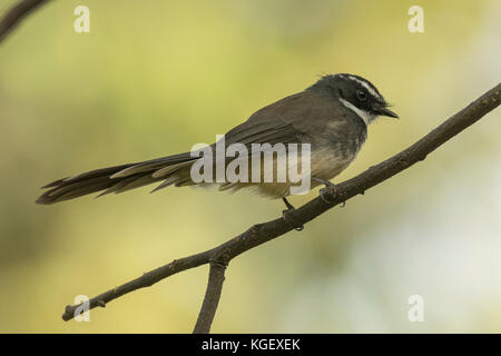 Bianco-browed fiocco (Rhipidura aureola) Foto Stock