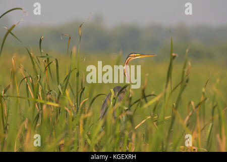 Airone rosso (Ardea purpurea) Foto Stock