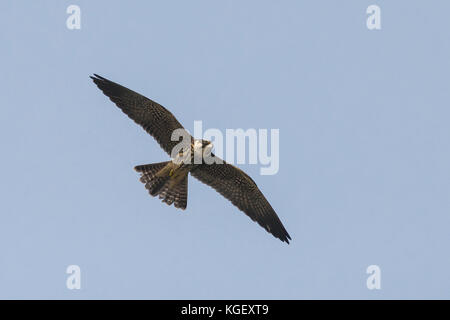 Eurasian Hobby (Falco Subbuteo®) Foto Stock