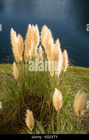 White pampas erba Foto Stock