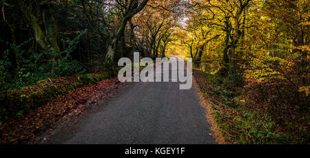 Autunno in Gisburn Forest, Lancashire, Regno Unito Foto Stock