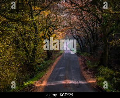 Autunno in Gisburn Forest, Lancashire, Regno Unito Foto Stock