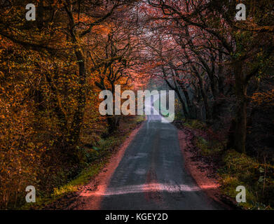 Autunno in Gisburn Forest, Lancashire, Regno Unito Foto Stock