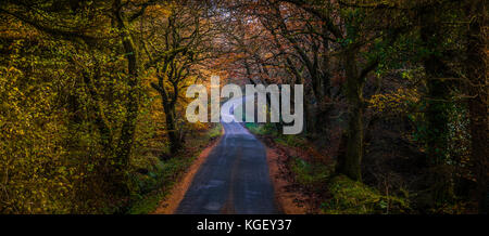 Autunno in Gisburn Forest, Lancashire, Regno Unito Foto Stock