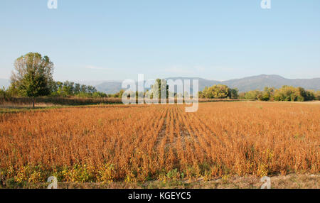 Un campo nella regione Friuli del nord est Italia. è autunno e il fagiolo di soia raccolto in primo piano sarà presto pronto per la mietitura. Foto Stock