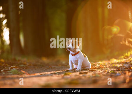 Jack Russel cucciolo sul vicolo di autunno Foto Stock