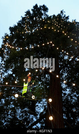 L'arborista James Pumfrey controlla le luci mentre le decorazioni natalizie vengono aggiunte all'albero di Natale vivente più alto della Gran Bretagna, una sequoia gigante di 110 metri, al Wakehurst Place di Ardingly, West Sussex. L'albero, che ha circa 124 anni, è adornato con 1,800 luci bianche. Foto Stock