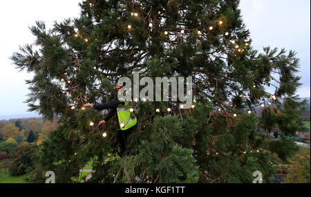 L'arborista James Pumfrey controlla le luci mentre le decorazioni natalizie vengono aggiunte all'albero di Natale vivente più alto della Gran Bretagna, una sequoia gigante di 110 metri, al Wakehurst Place di Ardingly, West Sussex. L'albero, che ha circa 124 anni, è adornato con 1,800 luci bianche. Foto Stock