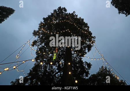 L'arborista James Pumfrey controlla le luci mentre le decorazioni natalizie vengono aggiunte all'albero di Natale vivente più alto della Gran Bretagna, una sequoia gigante di 110 metri, al Wakehurst Place di Ardingly, West Sussex. L'albero, che ha circa 124 anni, è adornato con 1,800 luci bianche. Foto Stock