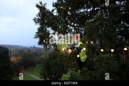 L'arborista James Pumfrey controlla le luci mentre le decorazioni natalizie vengono aggiunte all'albero di Natale vivente più alto della Gran Bretagna, una sequoia gigante di 110 metri, al Wakehurst Place di Ardingly, West Sussex. L'albero, che ha circa 124 anni, è adornato con 1,800 luci bianche. Foto Stock