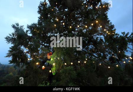 L'arborista James Pumfrey controlla le luci mentre le decorazioni natalizie vengono aggiunte all'albero di Natale vivente più alto della Gran Bretagna, una sequoia gigante di 110 metri, al Wakehurst Place di Ardingly, West Sussex. L'albero, che ha circa 124 anni, è adornato con 1,800 luci bianche. Foto Stock