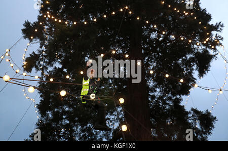 L'arborista James Pumfrey controlla le luci mentre le decorazioni natalizie vengono aggiunte all'albero di Natale vivente più alto della Gran Bretagna, una sequoia gigante di 110 metri, al Wakehurst Place di Ardingly, West Sussex. L'albero, che ha circa 124 anni, è adornato con 1,800 luci bianche. Foto Stock