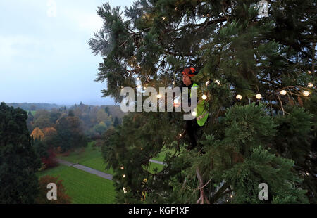 L'arborista James Pumfrey controlla le luci mentre le decorazioni natalizie vengono aggiunte all'albero di Natale vivente più alto della Gran Bretagna, una sequoia gigante di 110 metri, al Wakehurst Place di Ardingly, West Sussex. L'albero, che ha circa 124 anni, è adornato con 1,800 luci bianche. Foto Stock