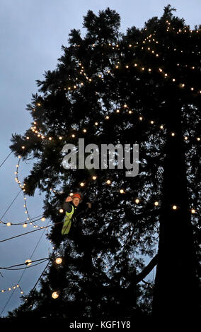 L'arborista James Pumfrey controlla le luci mentre le decorazioni natalizie vengono aggiunte all'albero di Natale vivente più alto della Gran Bretagna, una sequoia gigante di 110 metri, al Wakehurst Place di Ardingly, West Sussex. L'albero, che ha circa 124 anni, è adornato con 1,800 luci bianche. Foto Stock