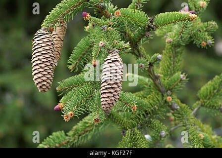 Coni su un abete rosso (Picea abies) ramo, spesso usato come albero di natale. La stagione autunnale di a sud delle Alpi la foresta della riviera francese. Foto Stock