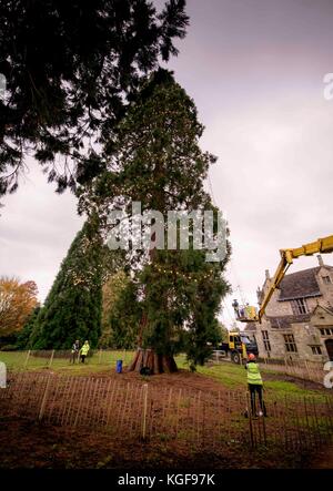 Wakehurst, West Sussex, Regno Unito. 7 Novembre, 2017. Wakehurst, Kew Giardino Botanico in West Sussex è decorare il suo gigantesco albero di Natale per il venticinquesimo anno consecutivo. Arborists e personale orticola ha iniziato la mattina presto per adornare l'albero con 1800 luci LED. Ci sono voluti sette ore per completare l'attività. La Sequoia gigante, che è il più alto Living Christmas tree in Inghilterra è ora a 37 metri di altezza. Credito: Jim Holden/Alamy Live News Foto Stock