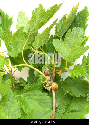 Ramo di ribes nero con alcune gemme danneggiato dal fiele acaro virus trasmessi su sfondo bianco. Foto Stock