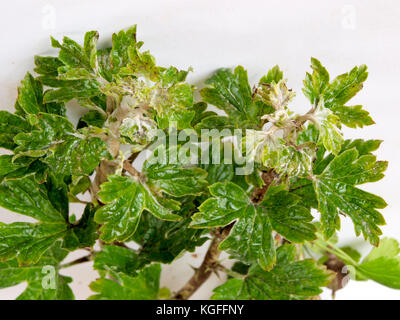 Ribes foglie apicali infettati e danneggiato dalla malattia di fungo di oidio close up. Foto Stock