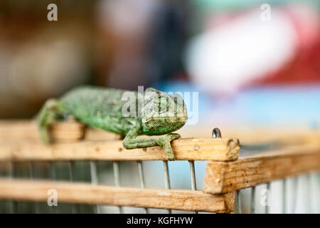 Yemen chameleon permanente sulla recinzione di legno Foto Stock