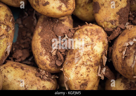 Nuovo e fresco patate organici contemplati nel suolo, mercato alimentare di display Foto Stock