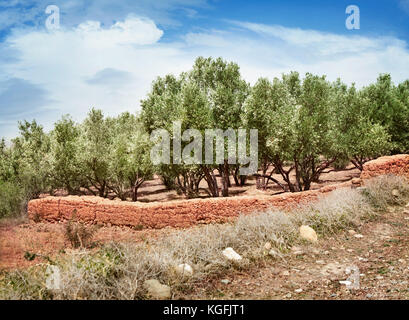 Piantagione di olivi in Marocco Foto Stock