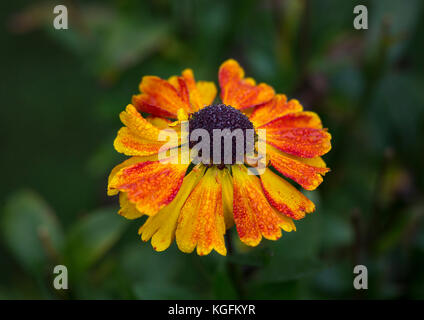 Un Helenium della varietà Sahin presto Flowerer in un giardino in Worcestershire, Regno Unito Foto Stock