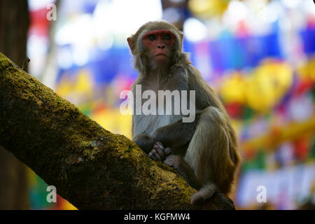 Lemure seduta di scimmia su albero sul tempio Mahakal osservatorio sulla collina, Darjeeling, West Bengal, India Foto Stock