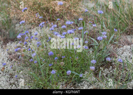 Berg-Sandglöckchen, Bergsandglöckchen, Sandglöckchen, Berg-Sandrapunzel, Sandknöpfchen, Jasione montana, Jasione corymbosa, pecora´s bit, pecora s Foto Stock