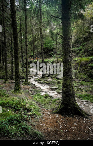 Un sentiero che corre attraverso boschi di Cardinham in Bodmin Cornwall. Foto Stock