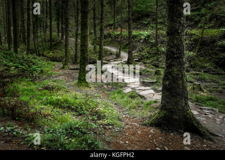 Una pista che attraversa Cardinham Woods a Bodmin Cornwall. Foto Stock