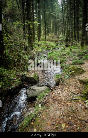 Cardinham Woods in Cornovaglia - un ruscello che attraversa Cardinham Woods in Bodmin Cornovaglia. Foto Stock