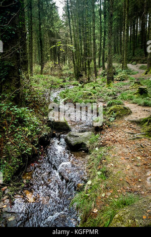 Cardinham Woods in Cornovaglia - un ruscello che attraversa Cardinham Woods in Bodmin Cornovaglia. Foto Stock