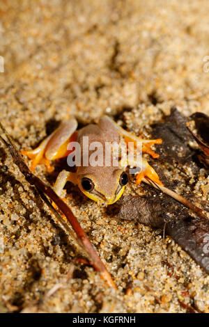 Bel giallo raganella dalla famiglia boophis, endemica del Madagascar. Parco Nazionale Masoala, Maroantsetra, madagascar la fauna selvatica e la natura selvaggia Foto Stock