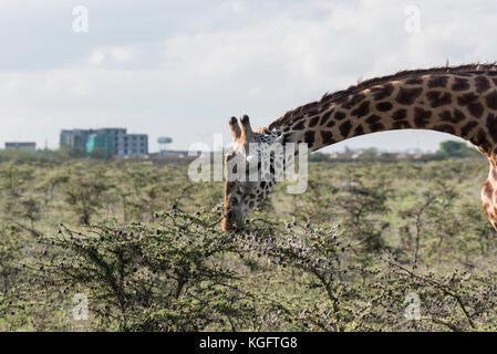 Giraffe (Giraffa camelopardalis) alimentazione su un sibilo Acacia (Vachellia drepanolobium) nel Parco Nazionale di Nairobi Foto Stock