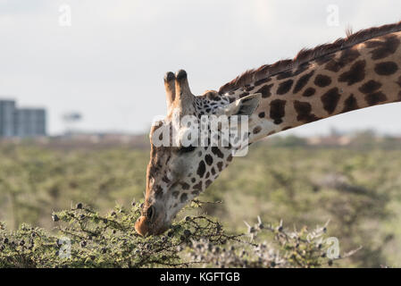 Giraffe (Giraffa camelopardalis) alimentazione su un sibilo Acacia (Vachellia drepanolobium) nel Parco Nazionale di Nairobi Foto Stock