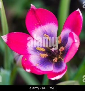 Una ripresa macro di un tulipano denominato piccola bellezza, Foto Stock