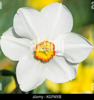 Una ripresa macro di un fagiano's eye daffodil. Foto Stock