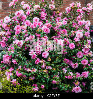 Un colpo di camellia bush in piena fioritura. Foto Stock
