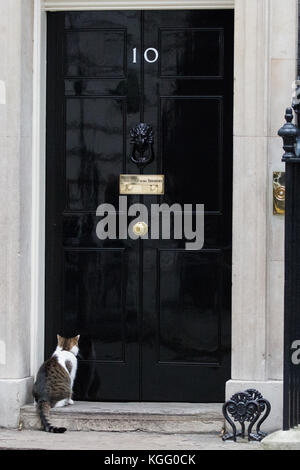 Londra, Regno Unito. 2 Novembre, 2017. Larry, Chief Mouser di 10 Downing Street, attende al di fuori della porta poco prima di un incontro tra Theresa Maggio e Prim Foto Stock