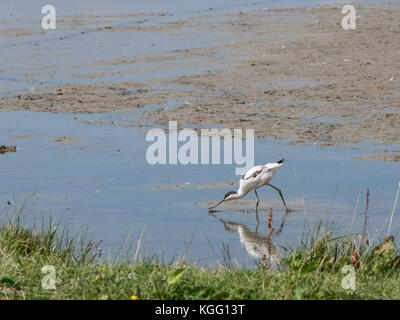 Avocet alimentando in acque poco profonde a Cley paludi Foto Stock